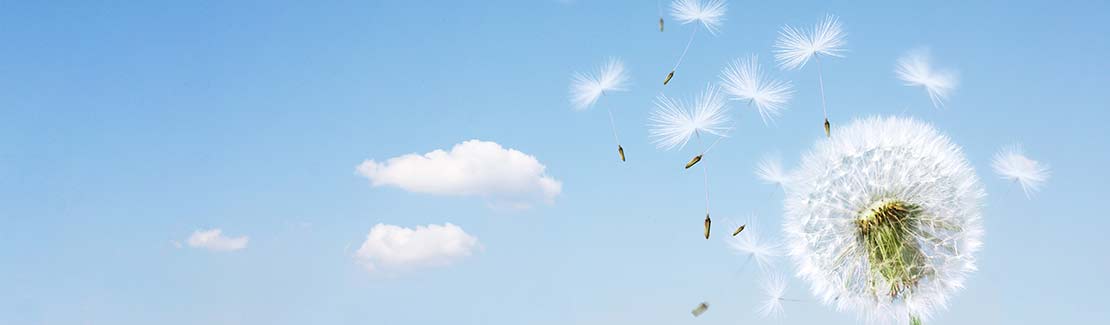 Allergie & Heuschnupfen